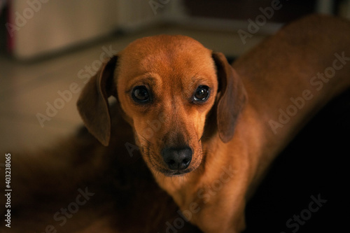 Dachshund Dog Portrait © Ala