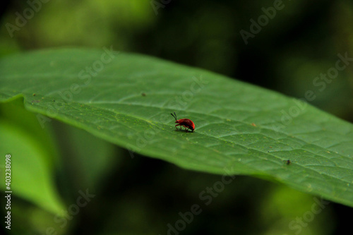 Picture of a insect walks on a leaf