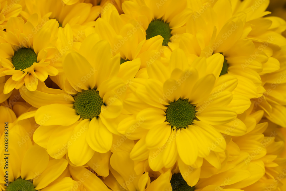 top view of yellow daisy flowers top view of yellow daisy flowers