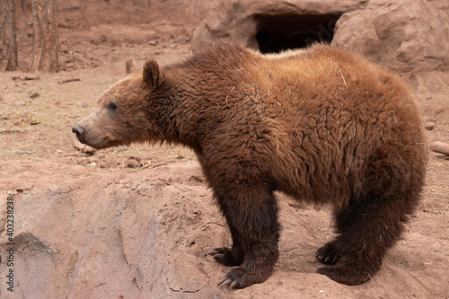 Close up of brown bear cub standing on rock new den with large claws