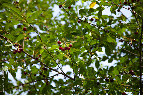 large horizontal photo. summer time. garden berries. Cherry hanging on a branch of a cherry tree. Ripe cherries among the green leaves of the cherry tree in the summer garden are ripe.