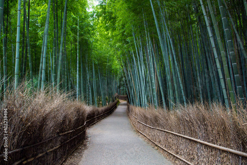 竹林の小径 -京都嵐山を代表する観光地- 京都府京都市右京区