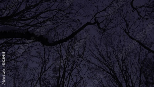 perspective silhouette of trees covered in snow in the night with starry sky on background