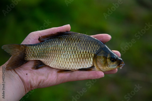 summer time. evening time. fishing on the lake. catch. small crucian carp in hand. carp fry. live caught fish on the hand against the background of blurred grass.