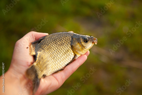 summer time. evening time. fishing on the lake. catch. small crucian carp in hand. carp fry. live caught fish on the hand against the background of blurred grass.