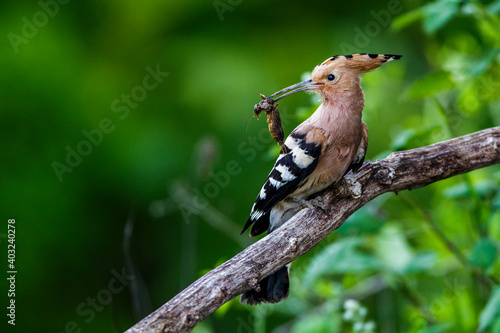 Wiedehopf (Upupa epops) mit Maulwurfsgrille photo