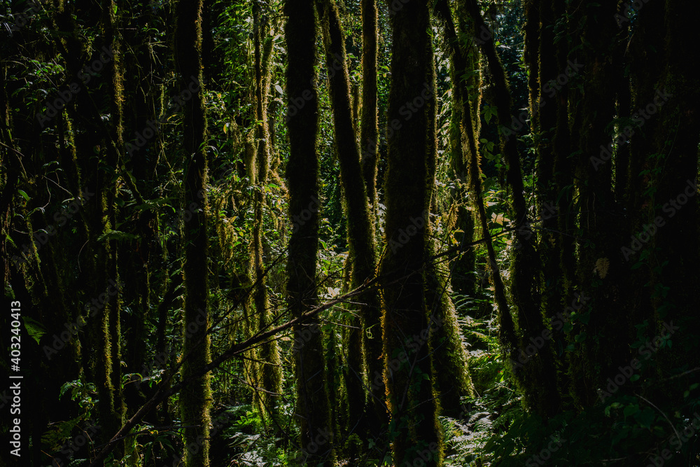 Rainforest Rainforest