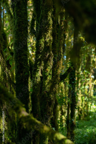 Rainforest © Rustic man
