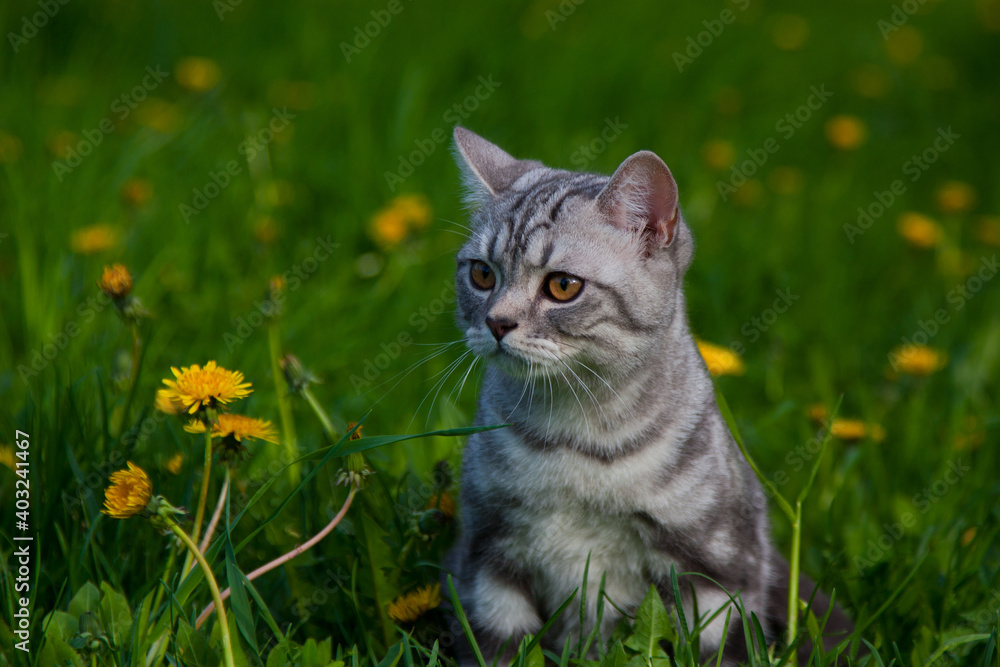 British cat on a walk in the grass
