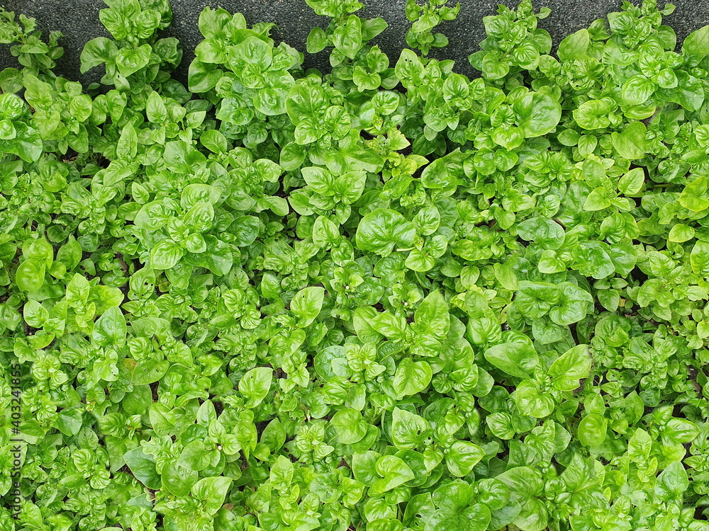 Watercress or salad of fresh green water is considered. Watercress or salad of fresh green water is considered.