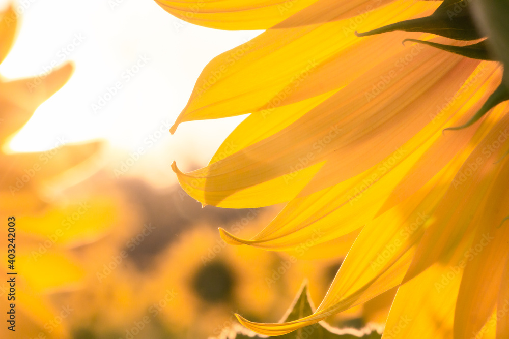 Obraz premium close up sun flower farm in morning.