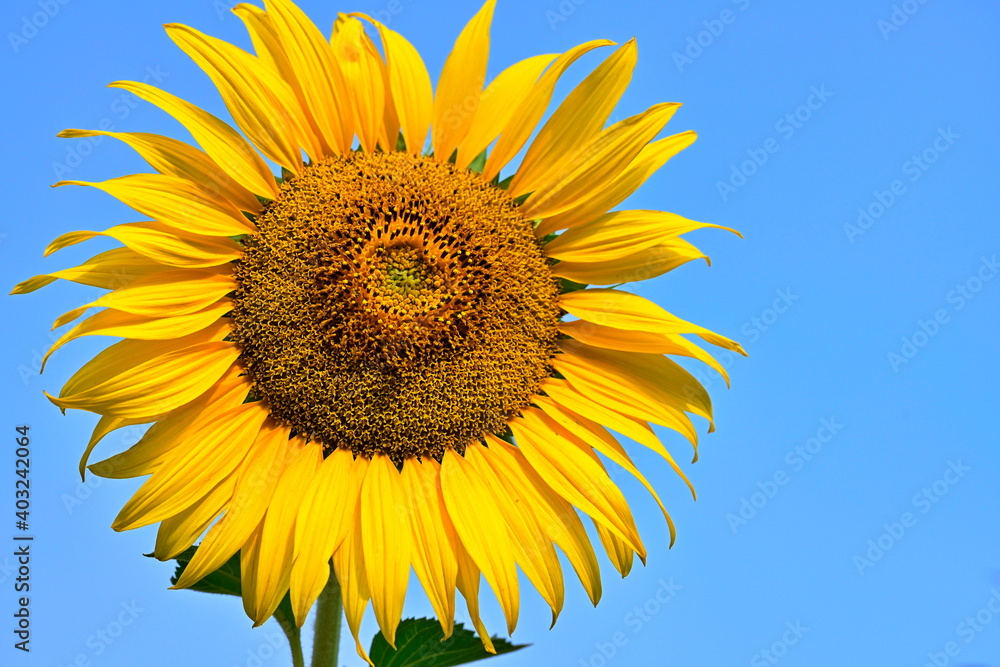 A large, flat, bright yellow sunflower blooming in the morning sunlight against a bright blue background. Scientific name Helianthus annuus is a herbaceous plant. Short-lived, popular to decorate in p A large, flat, bright yellow sunflower blooming in the morning sunlight against a bright blue background. Scientific name Helianthus annuus is a herbaceous plant. Short-lived, popular to decorate in p