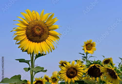 Bright yellow sunflower fields blooming in the morning sunlight against a bright blue background. Scientific name Helianthus annuus is a herbaceous plant. Short-lived it is popular to decorate in park
