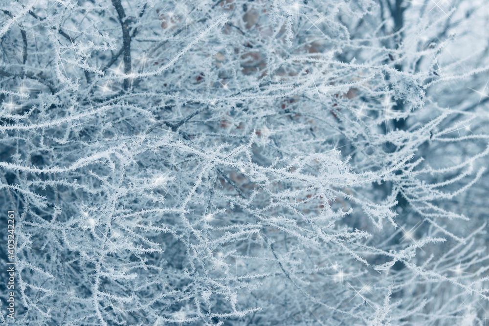 Wild plants covered with frost. Winter background. Wild plants covered with frost. Winter background.