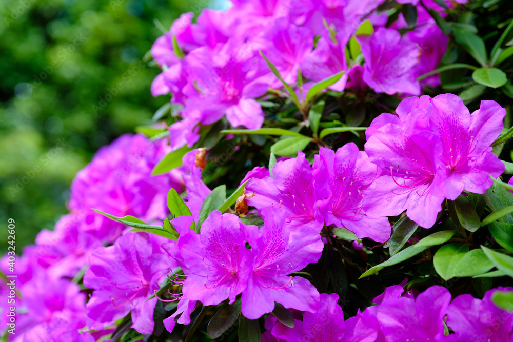 ツツジ
Rhododendron ツツジ
Rhododendron