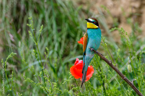 Bienenfresser (Merops apiaster) photo