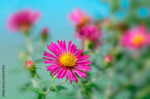 Pink aster flower in the garden