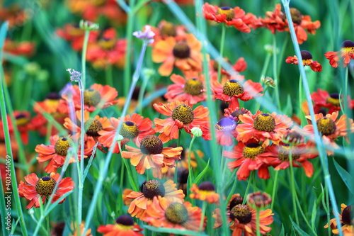 Blühende Helenium - Sonnenbraut