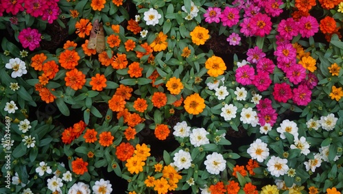 background flowers, wallpaper  blossom for work and work design, beautiful in natural.