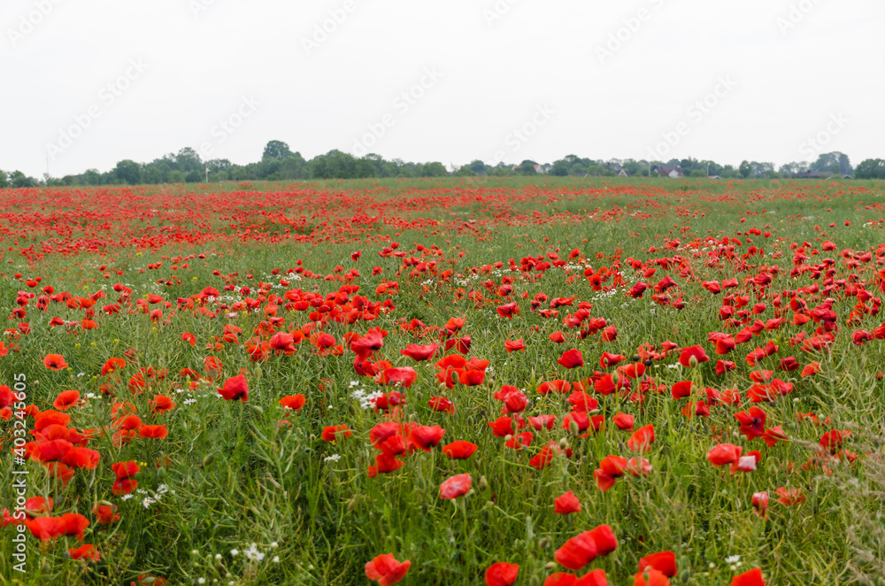 Poppies all over in a corn field