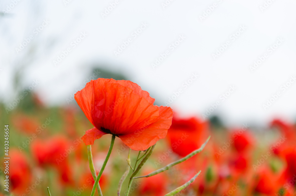 One focused poppy flower