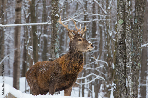 Wallpaper Mural The elk (Cervus canadensis) or wapiti in winter Torontodigital.ca