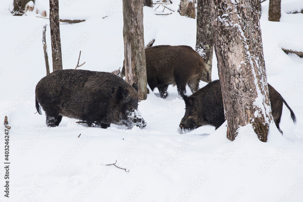 wild boar (Sus scrofa), also known as the wild swine in winter wild boar (Sus scrofa), also known as the wild swine in winter