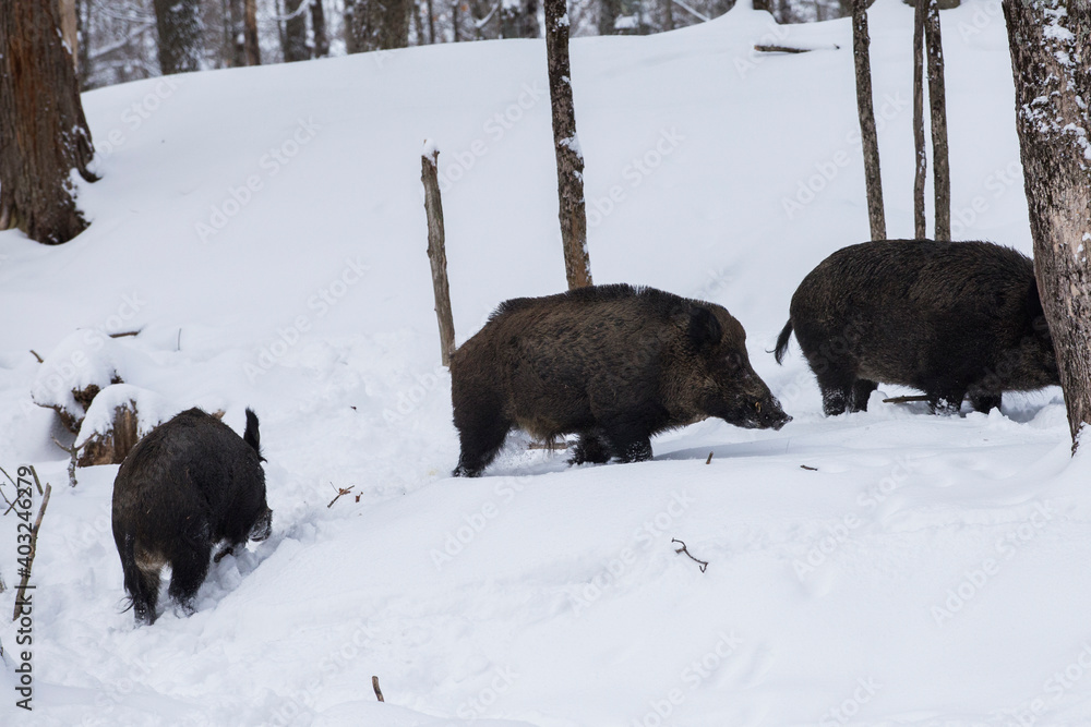 wild boar (Sus scrofa), also known as the wild swine in winter wild boar (Sus scrofa), also known as the wild swine in winter
