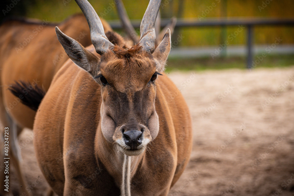 antelope in zoo