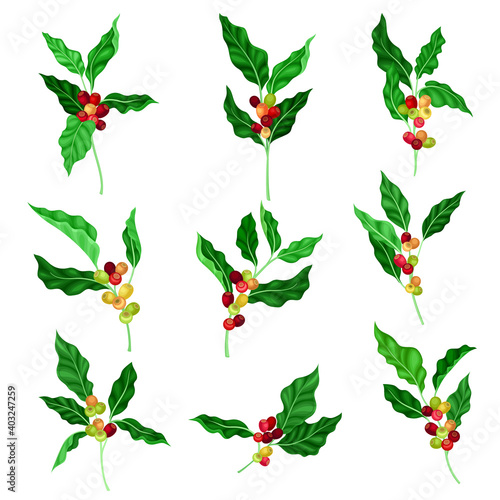 Coffee Plant Branch with Juiced Edible Fruits Containing Caffeine Vector Set