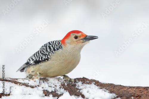 Red-bellied woodpecker perched on a branch in winter in Canada © Jim Cumming