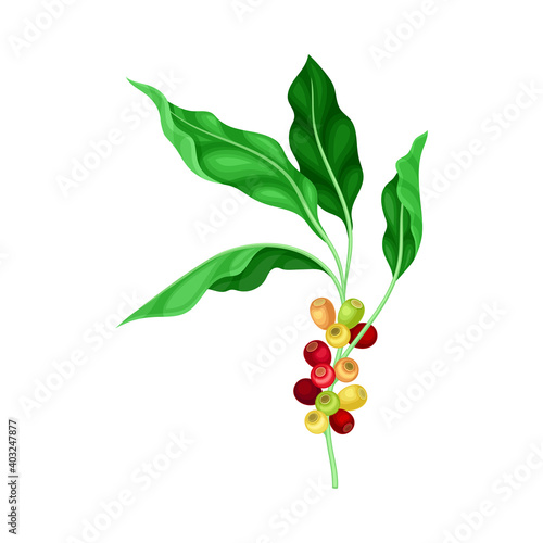Coffee Tree Green Branch with Hanging Edible Fruits Vector Illustration