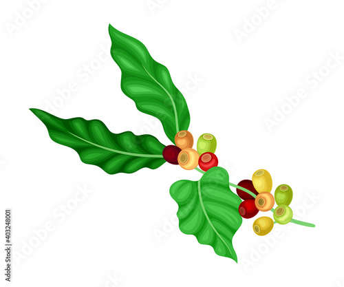 Green Branch of Coffee Tree with Hanging Edible Fruits Vector Illustration