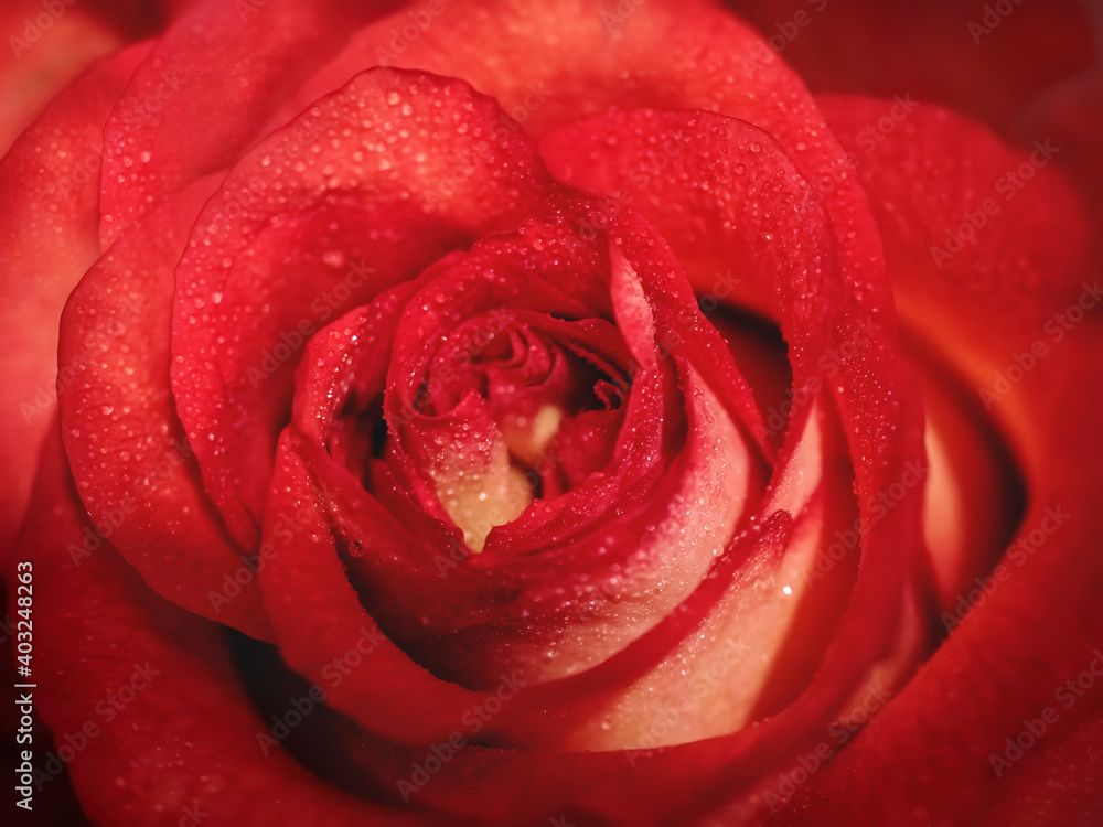 Close-up of red and orange rose flower with water drops. Selective focus. Luxury design for festive background Close-up of red and orange rose flower with water drops. Selective focus. Luxury design for festive background