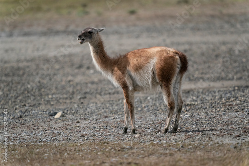 The guanaco  Lama guanicoe 