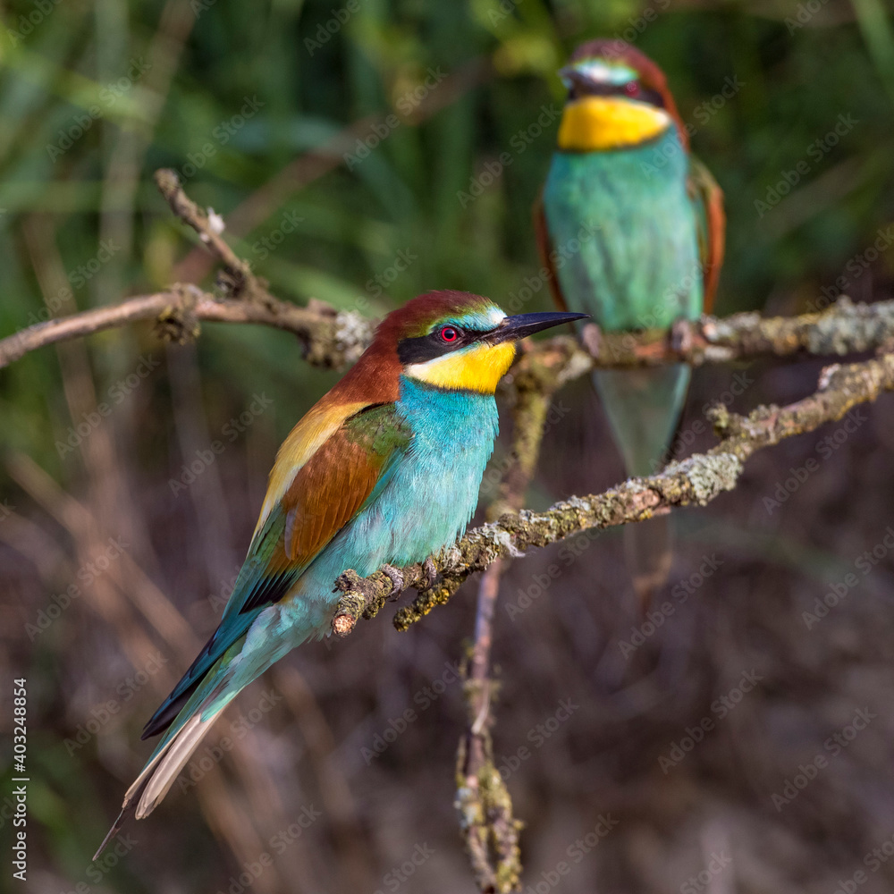 Bienenfresser (Merops apiaster)