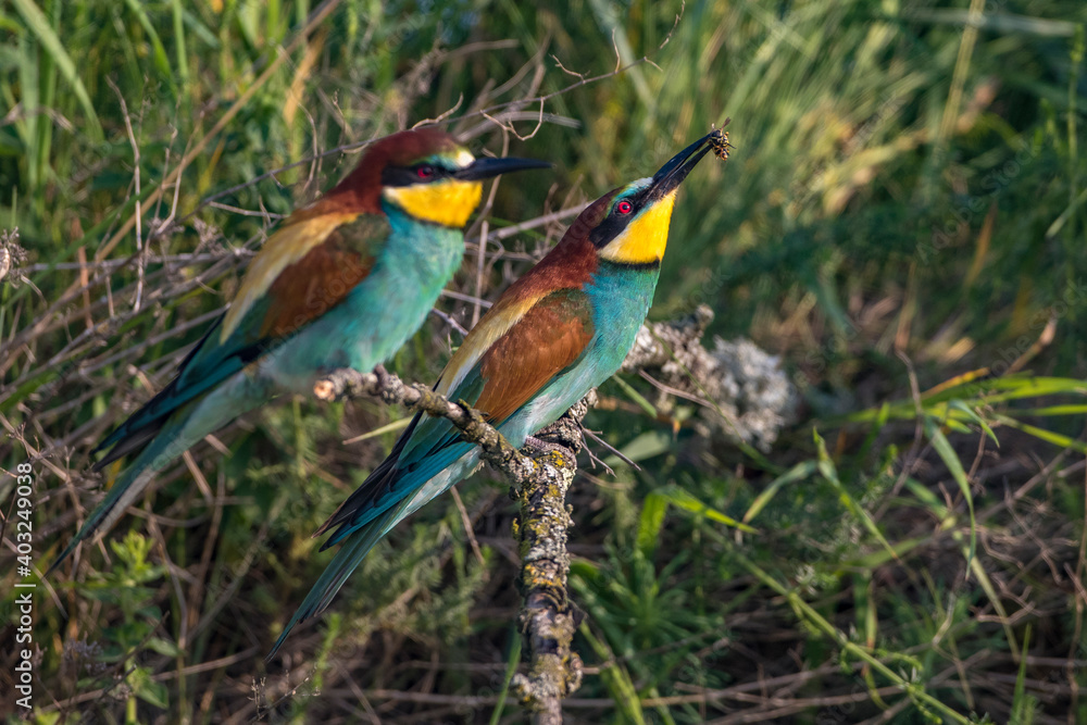 Bienenfresser (Merops apiaster) Bienenfresser (Merops apiaster)