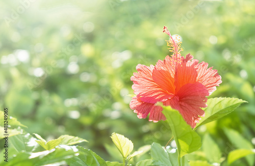 Red hibiscus flower on a green blurred background with sun light light