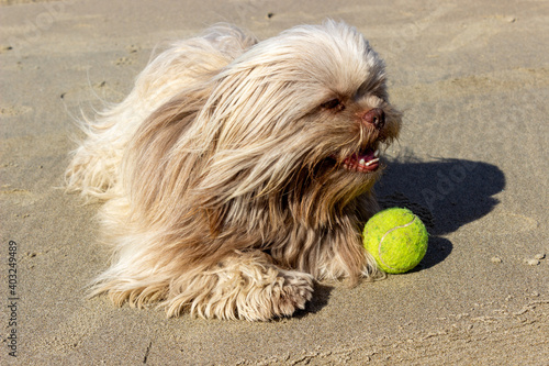 Chichu on the sunny beach with tennisball at zeeland the netherlands photo