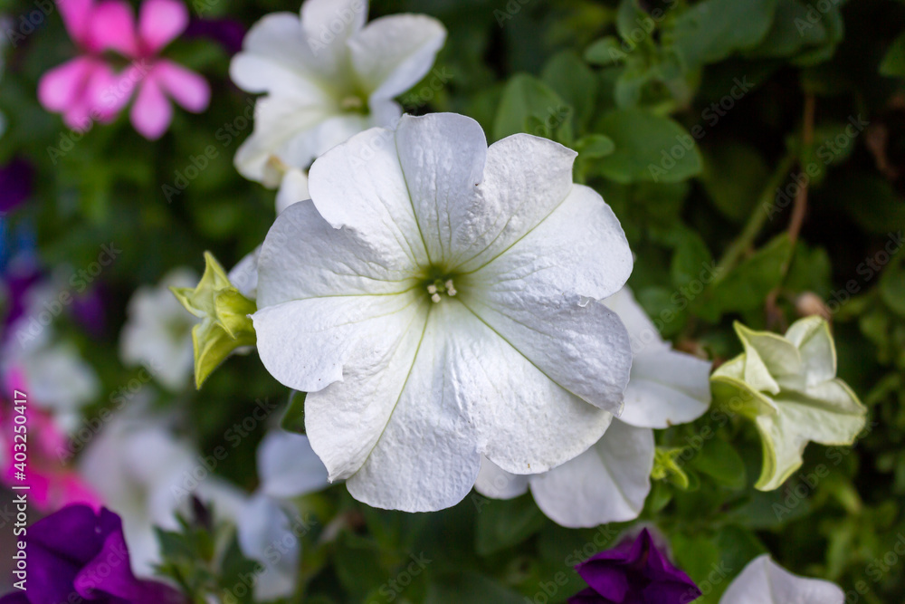 White purple yellow flowers with beautiful green background White purple yellow flowers with beautiful green background