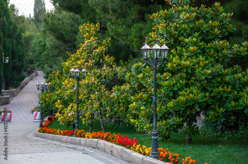 Evergreen Magnolia trees in a park on the southern coast of Crimea