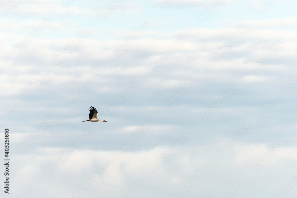 Stork flying in a blue sky with clouds.