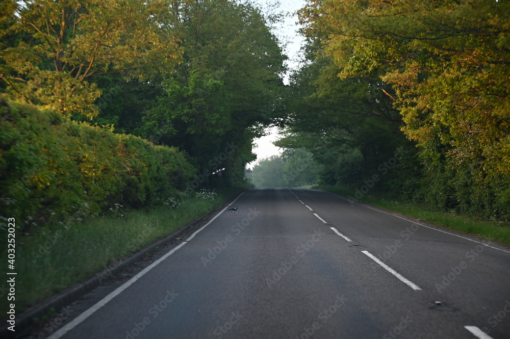 Fototapeta premium Road in autumn forest