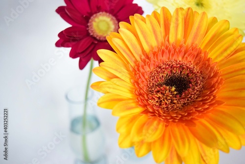 orange gerbera flower