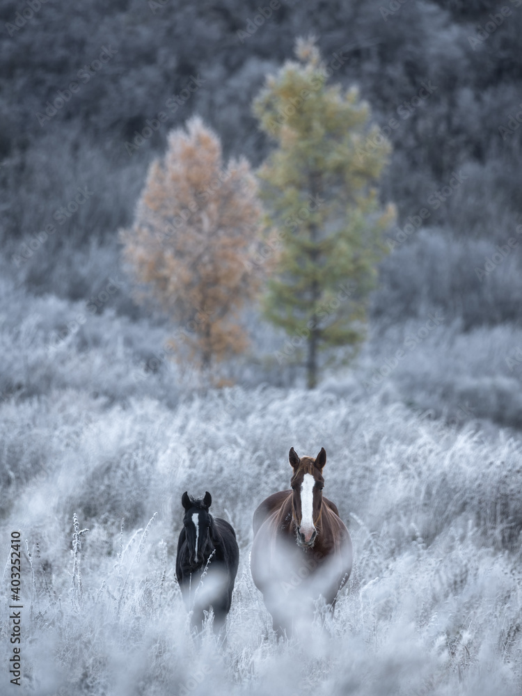 Two By Two.Two Thoroughbred Altai Free Grazing Adult Horses Of Various Colors In Autumn Morning Among The Grass In Snow-White Hoarfrost And Two Larch Trees Of Different Colors. Great Siberian Stallion