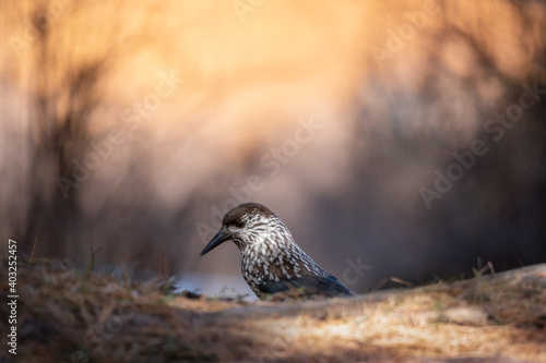 Spotted Siberian Nutcracker ( Nucifraga Caryocatactes ), Shot With Beautiful Bokeh. Bird Of The Corvidae Family. 