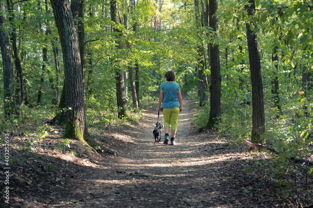 Rear view of mature adult woman walking dog in forest in summer. Black miniature schnauzer on a leash on a walk in woodland