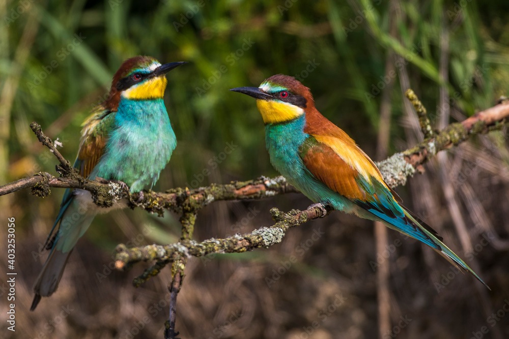 Bienenfresser (Merops apiaster) Bienenfresser (Merops apiaster)