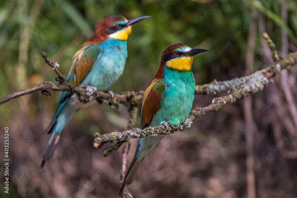 Bienenfresser (Merops apiaster)