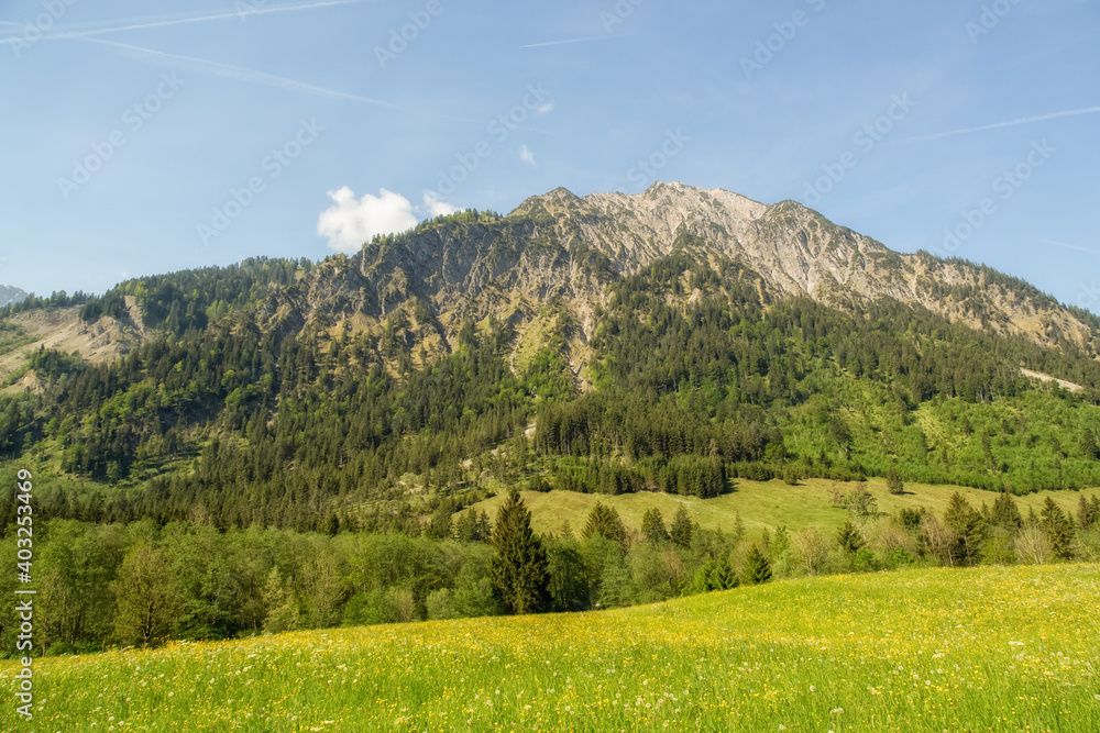 Fototapeta premium A green meadow, forest and blue sky